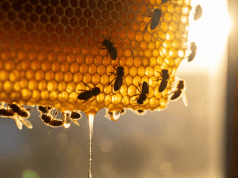 Apiterapia: moc płynąca z ula